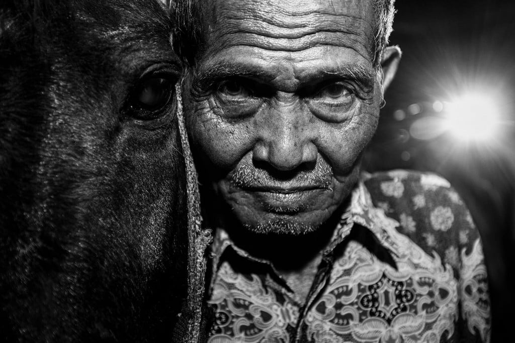 old man horse