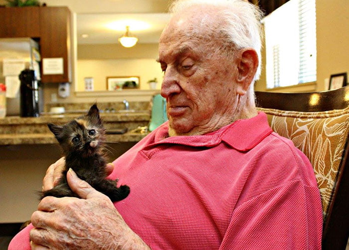 retirement-home-shelter-cats